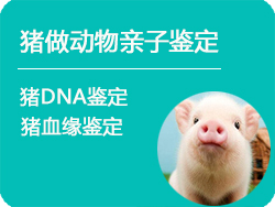 山西省猪做动物亲子鉴定
